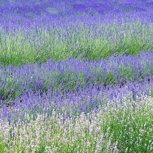 Maharishi Ayurveda Aroma Therapy Consultation